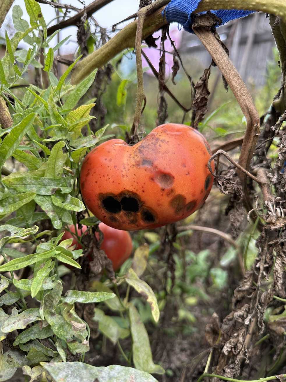 Remotididymella destructiva