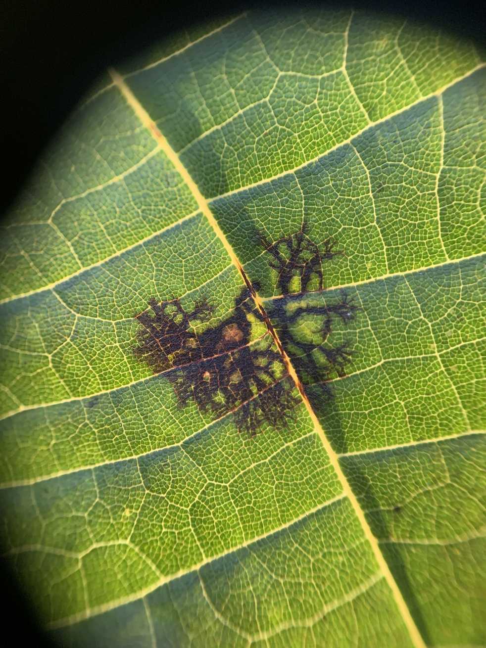 Didymosphaeria