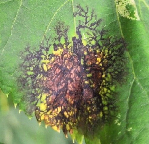 Didymosphaeria