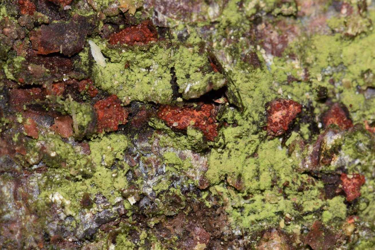 Corinectria fuckeliana