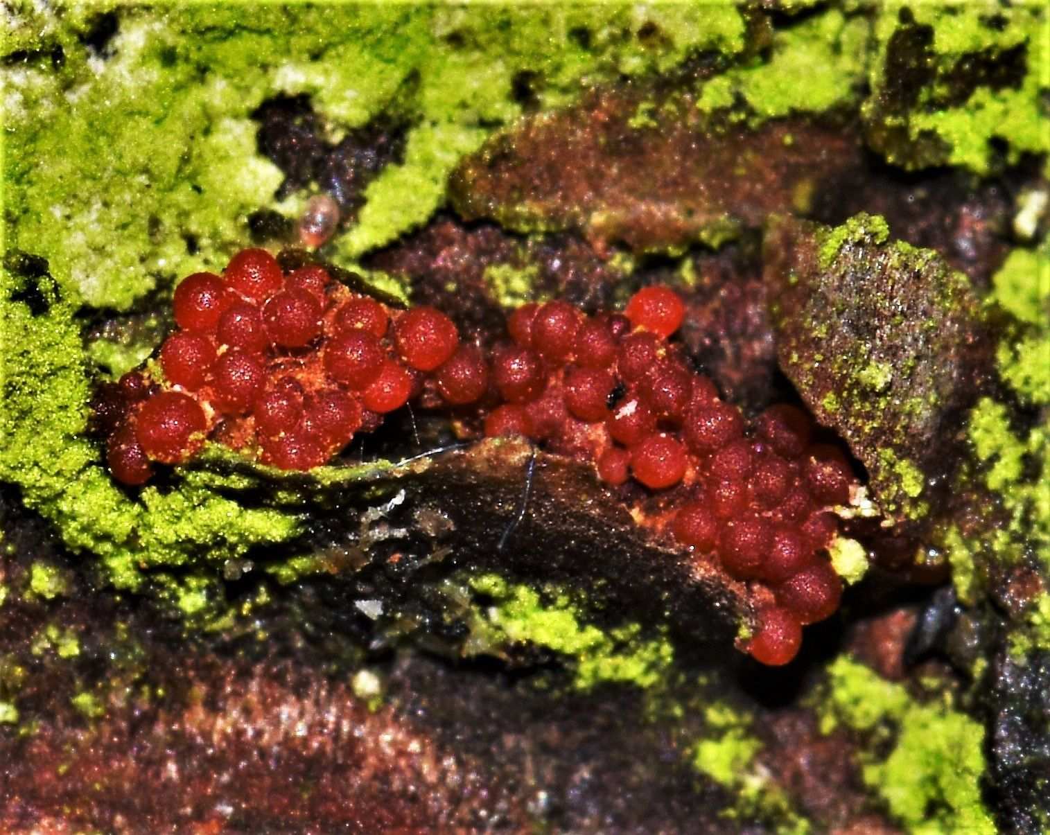Corinectria fuckeliana