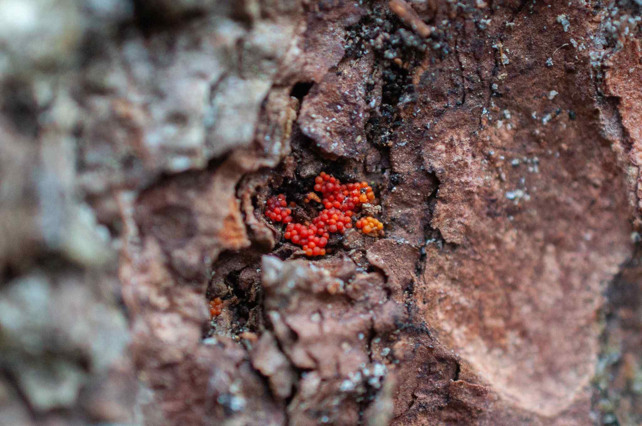 Corinectria fuckeliana