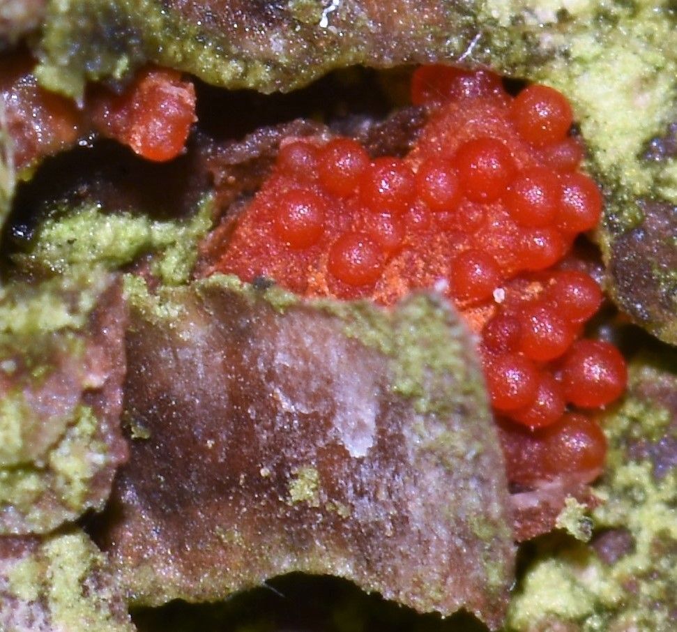 Corinectria fuckeliana