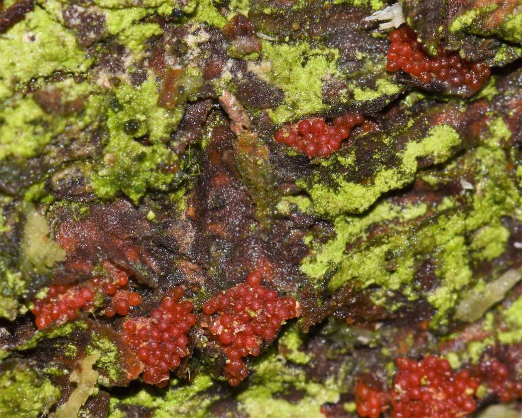 Corinectria fuckeliana