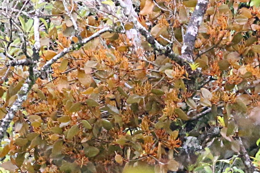 Phoradendron robustissimum