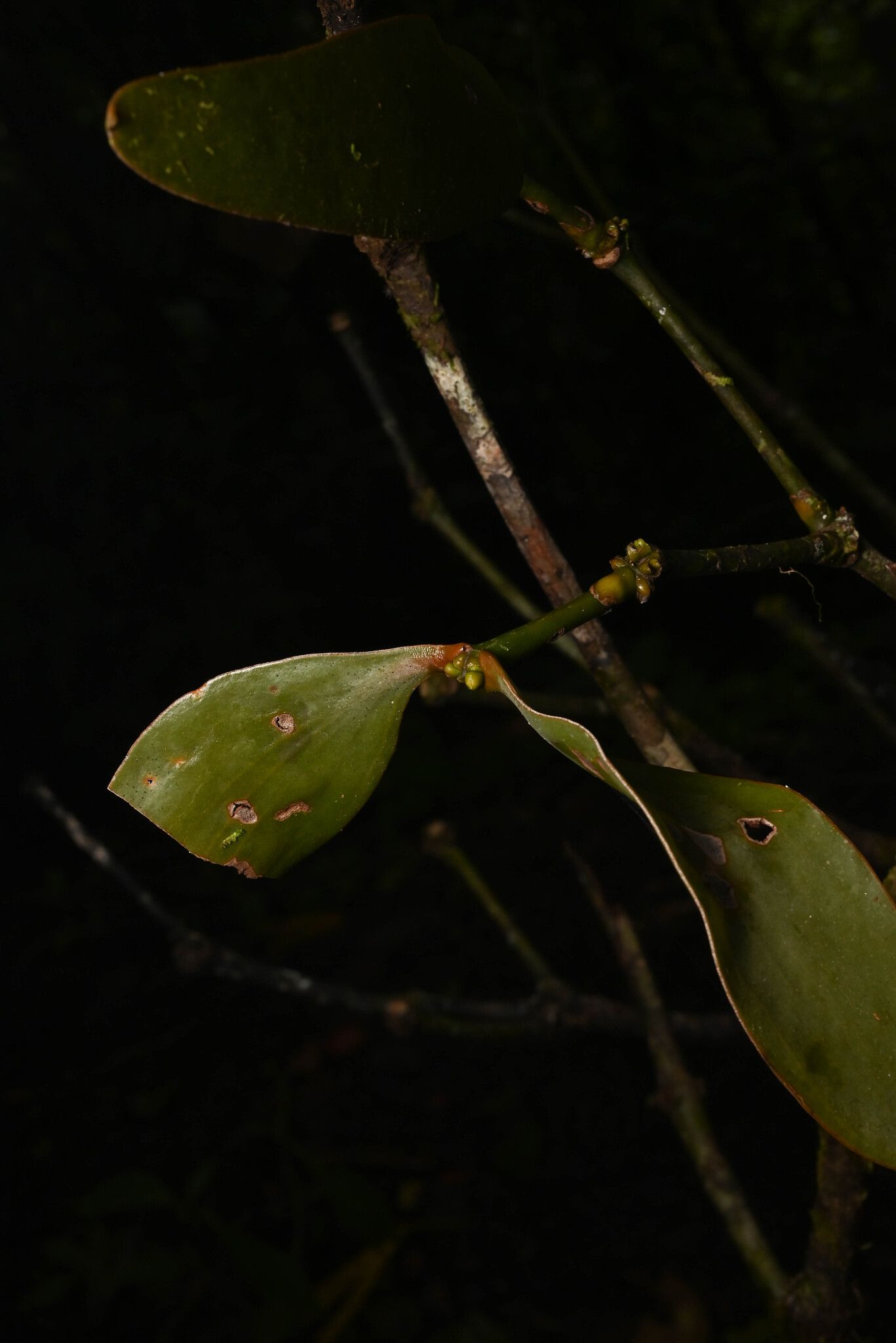 Phoradendron robustissimum