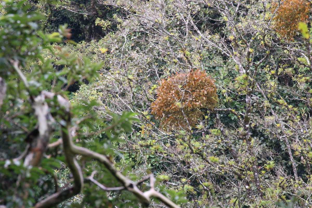 Phoradendron robustissimum