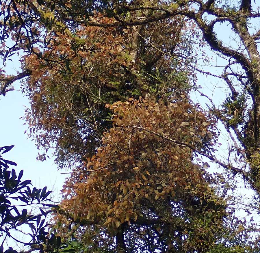 Phoradendron robustissimum