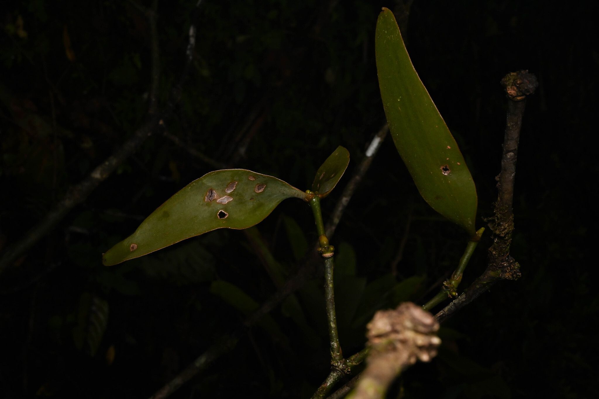 Phoradendron robustissimum