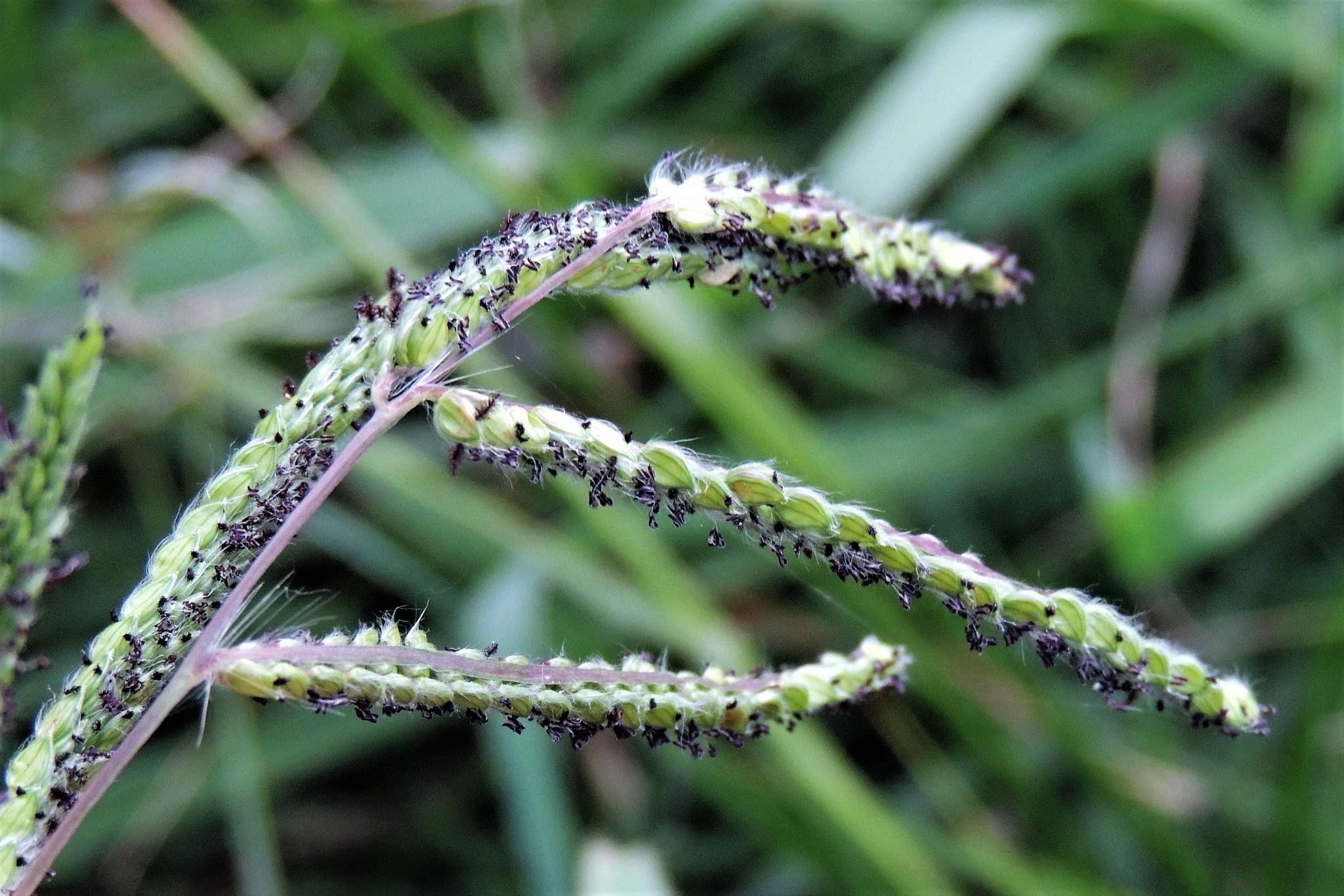Paspalum dilatatum