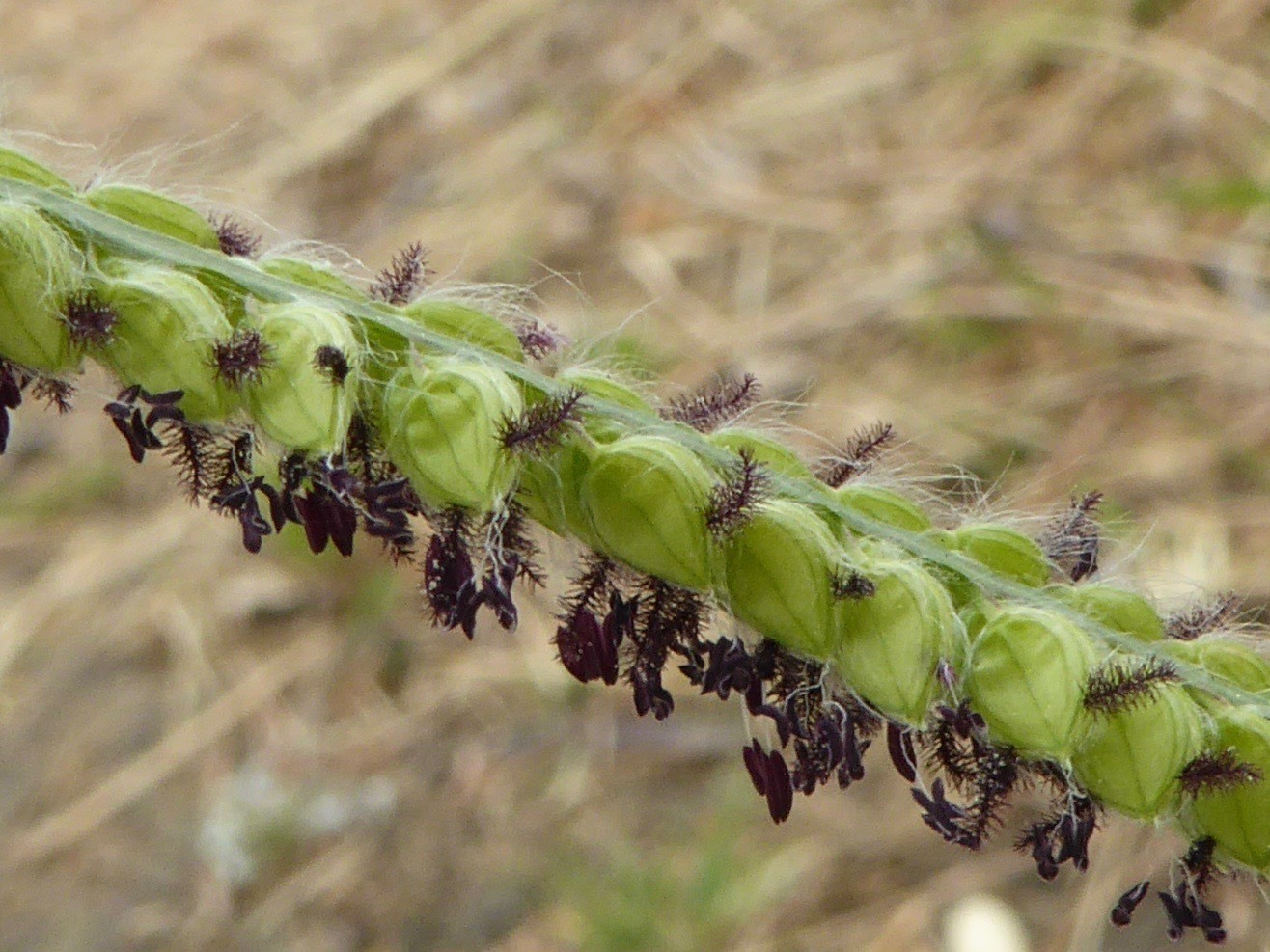 Paspalum dilatatum