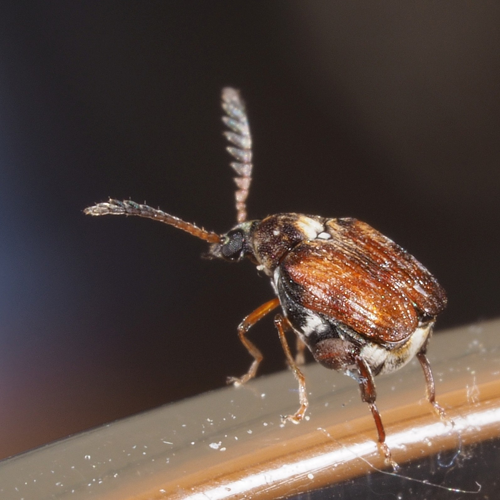 Callosobruchus chinensis