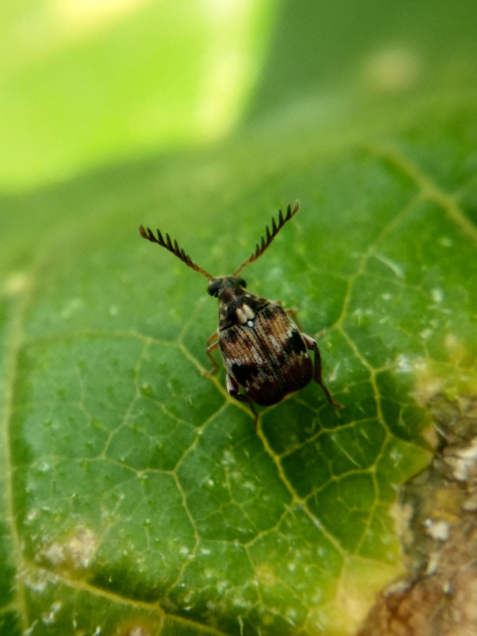 Callosobruchus chinensis