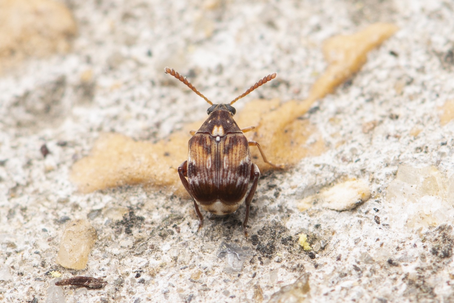 Callosobruchus chinensis