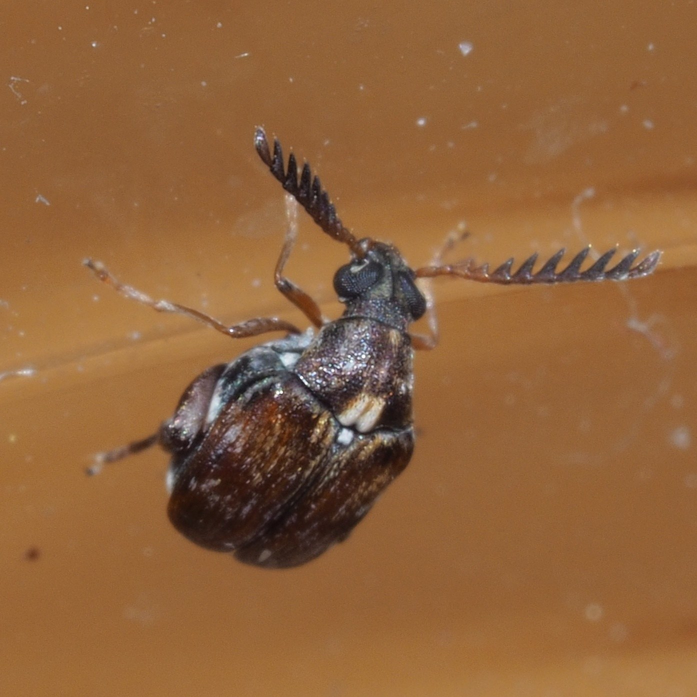 Callosobruchus chinensis