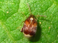 Callosobruchus chinensis