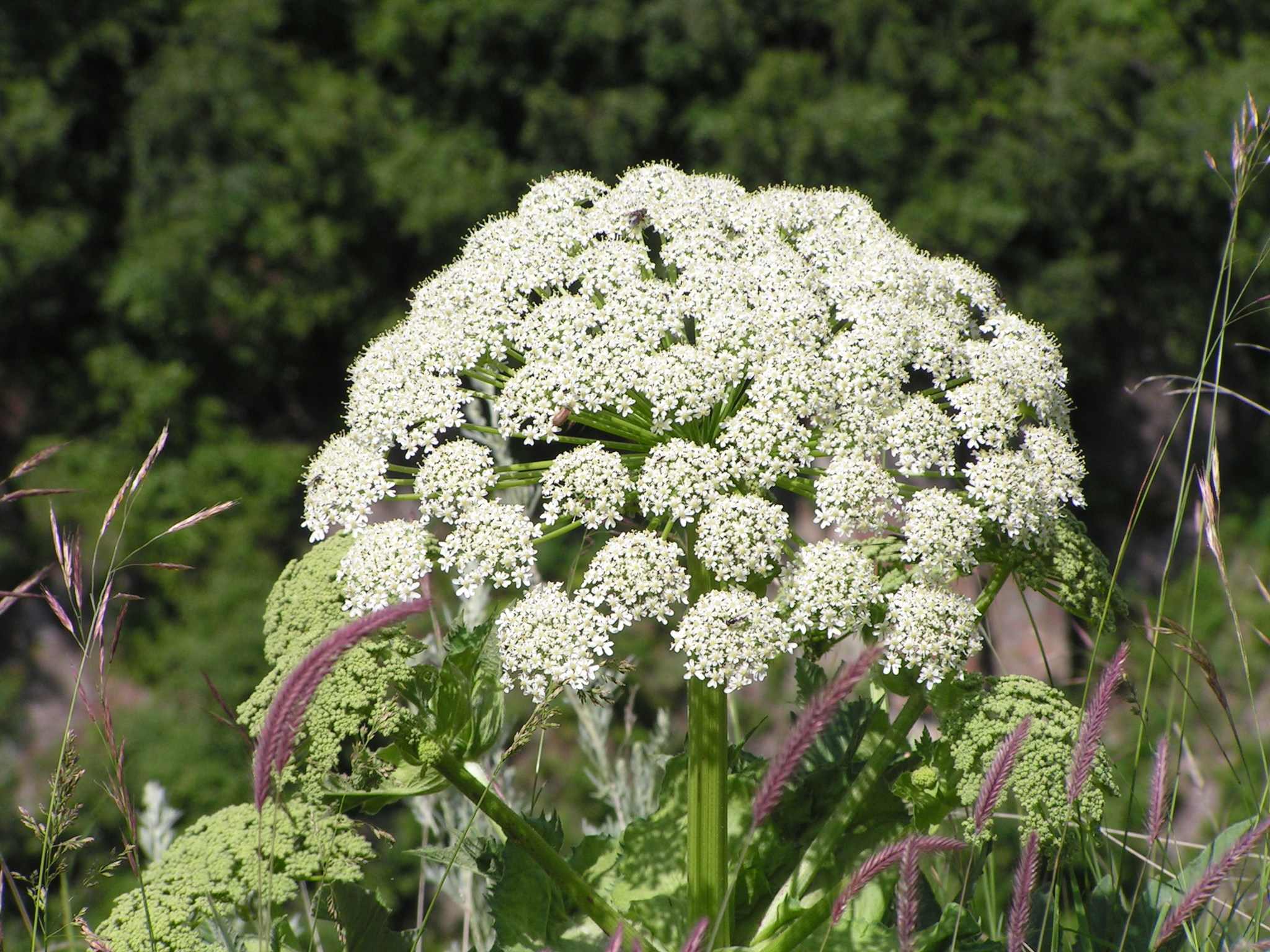 Heracleum sosnowskyi