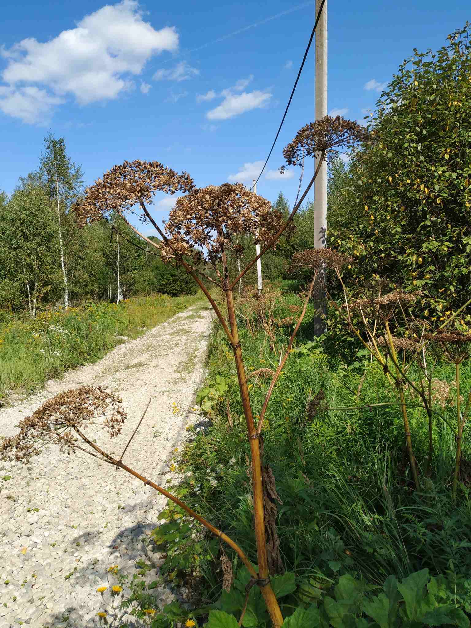 Heracleum sosnowskyi