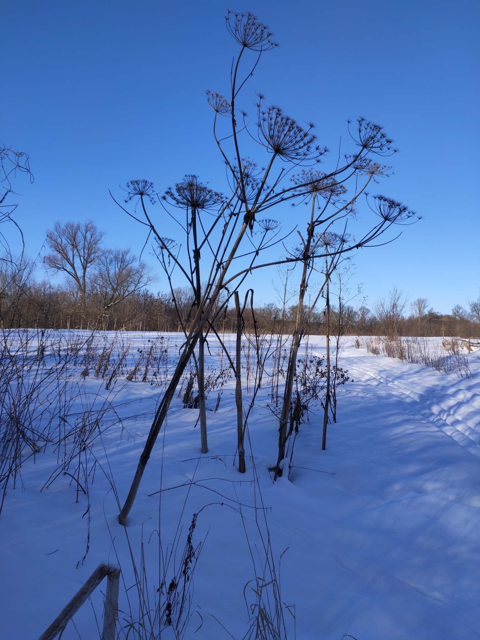 Heracleum sosnowskyi