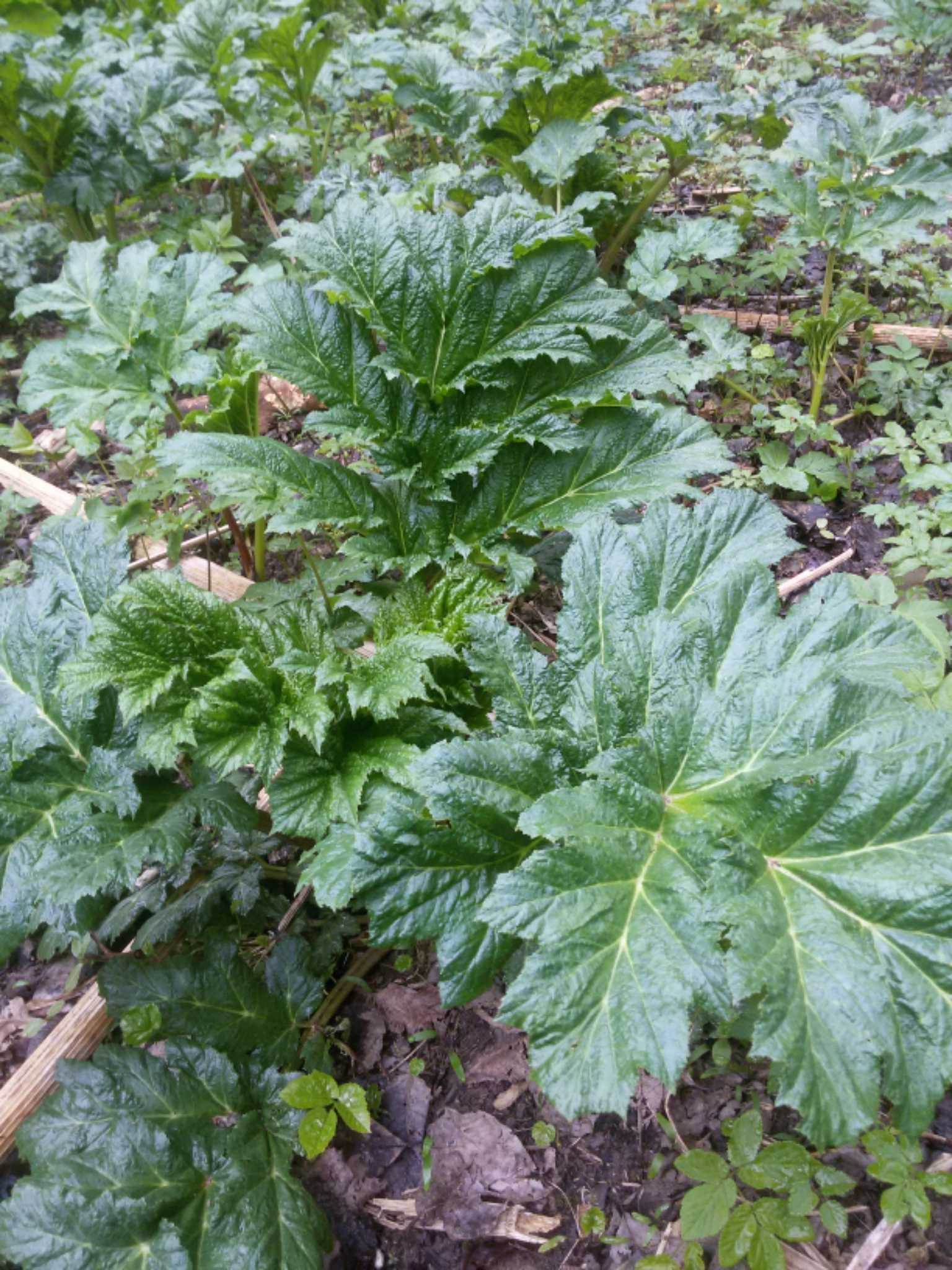 Heracleum sosnowskyi