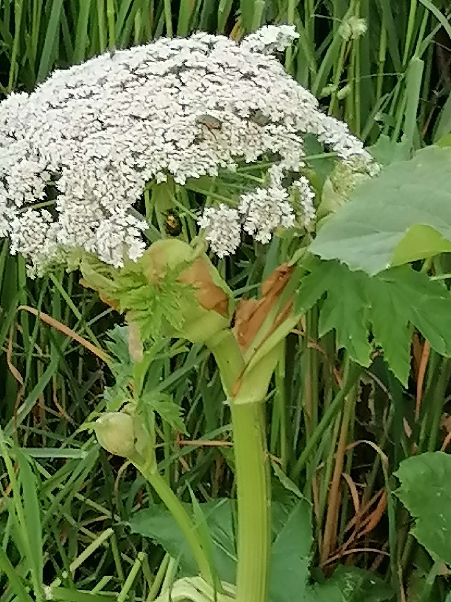 Heracleum sosnowskyi