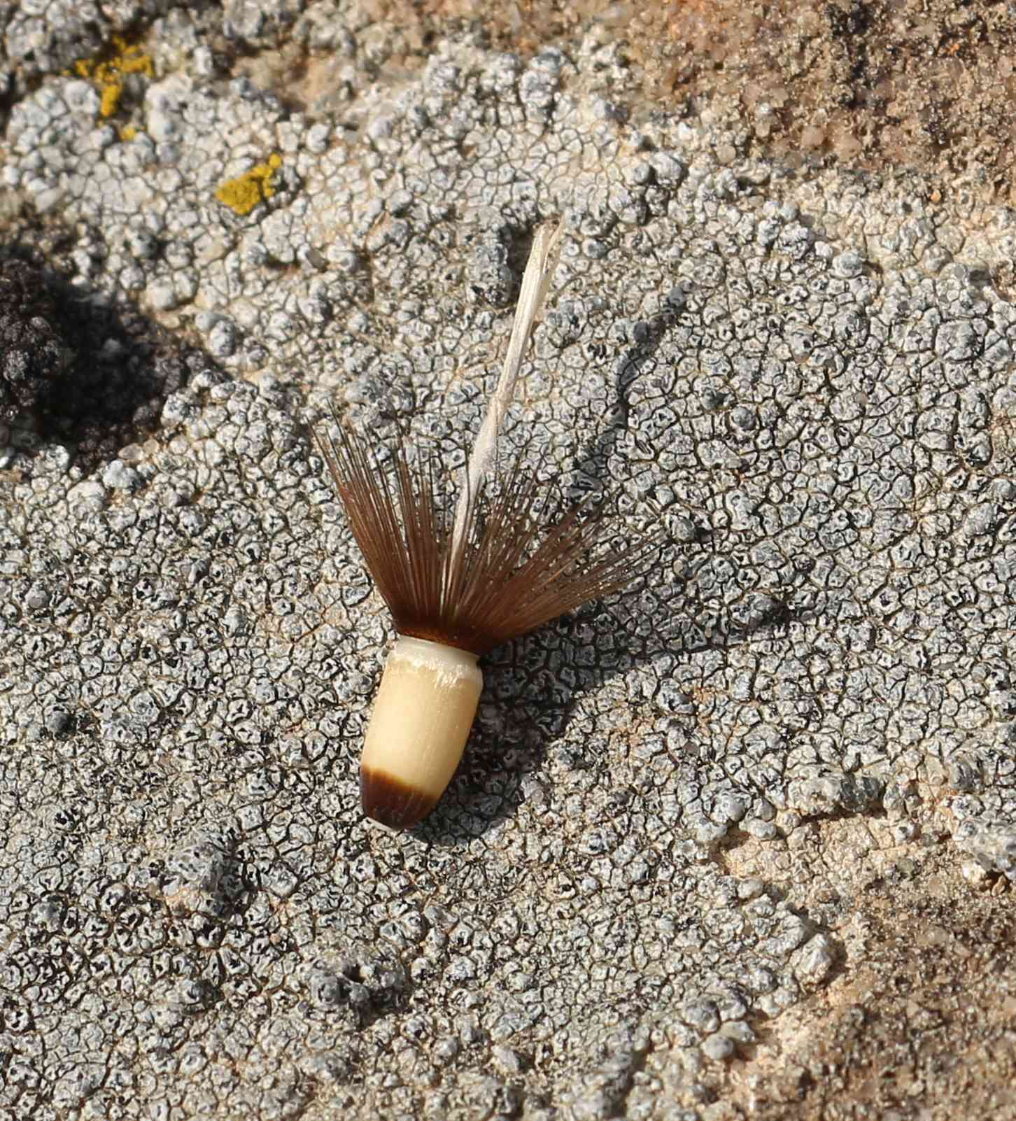 Crupina vulgaris