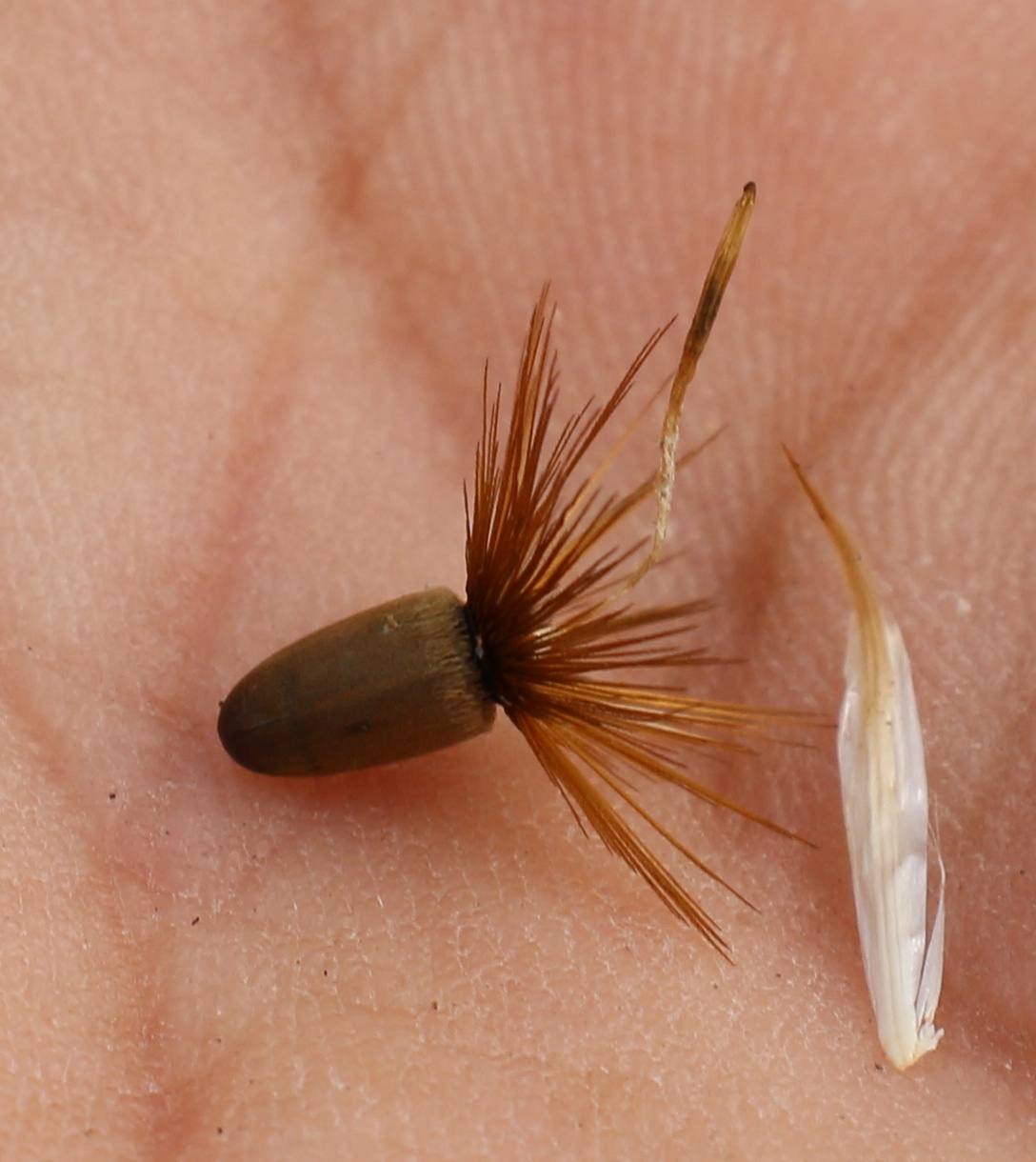 Crupina vulgaris
