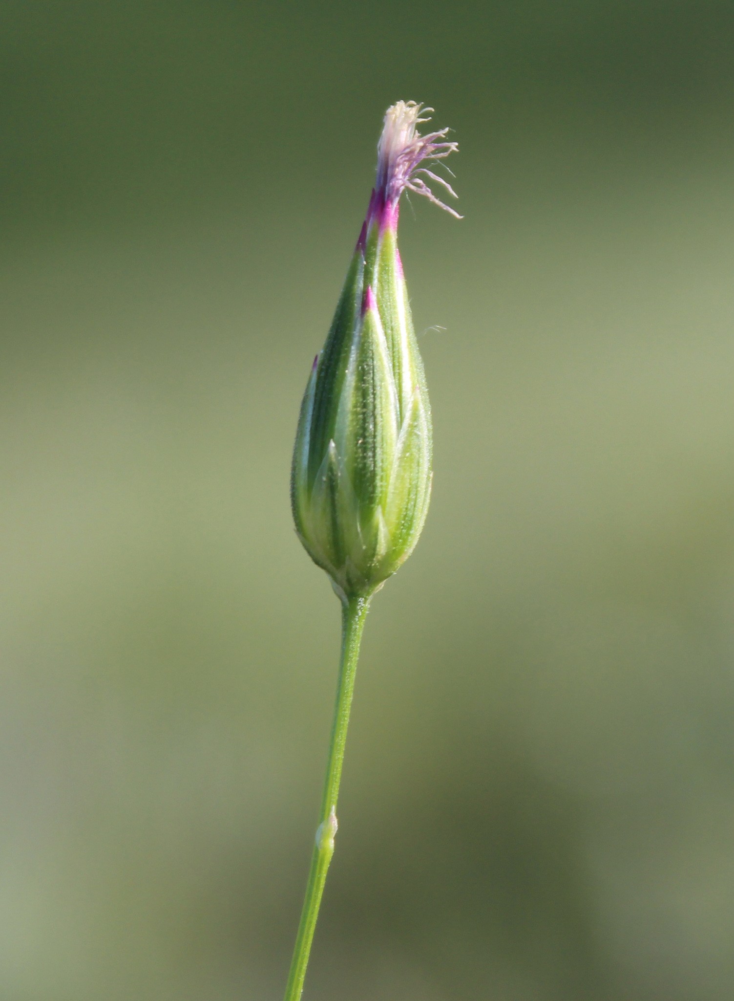 Crupina vulgaris