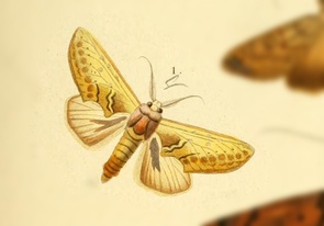 Hemiceras
