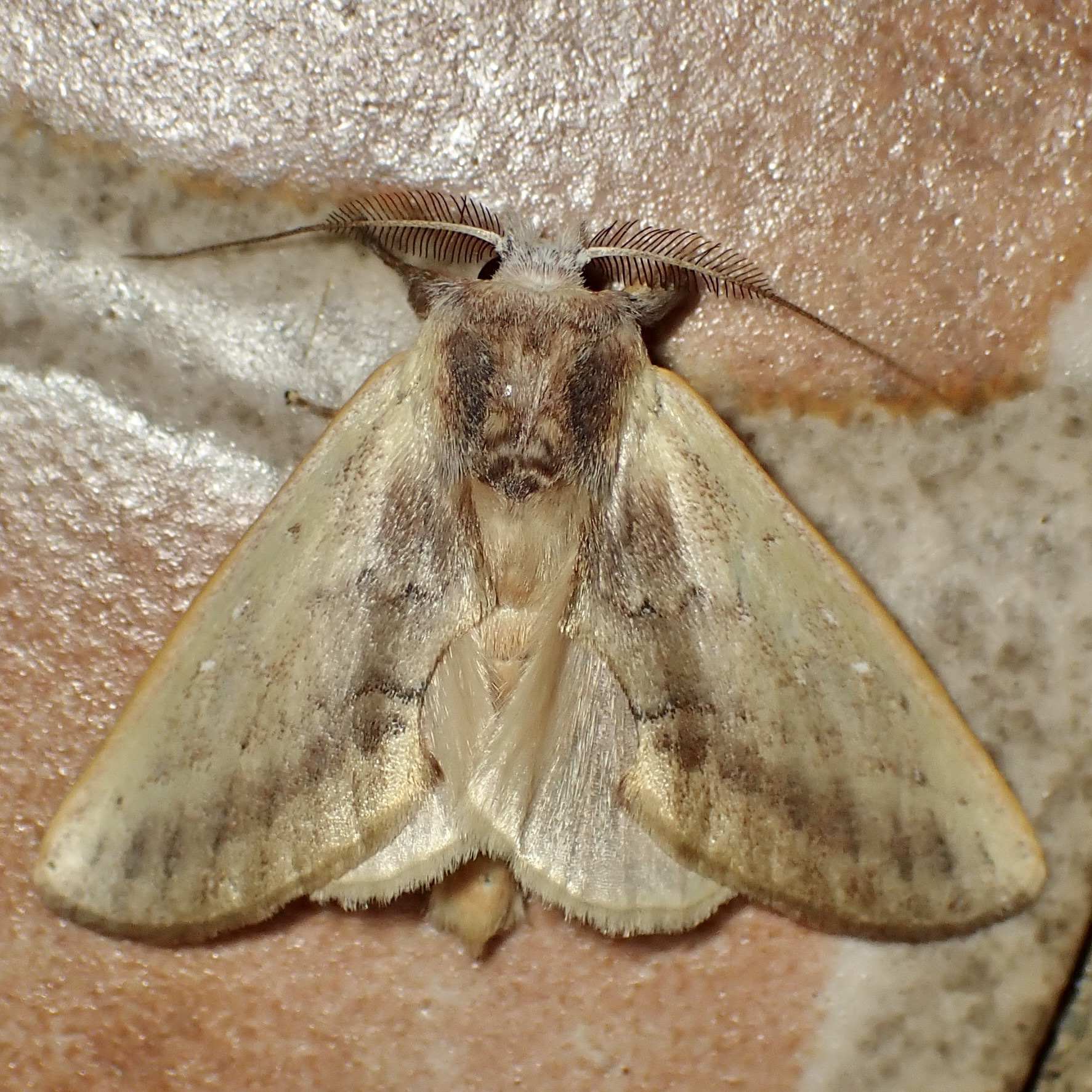 Hemiceras