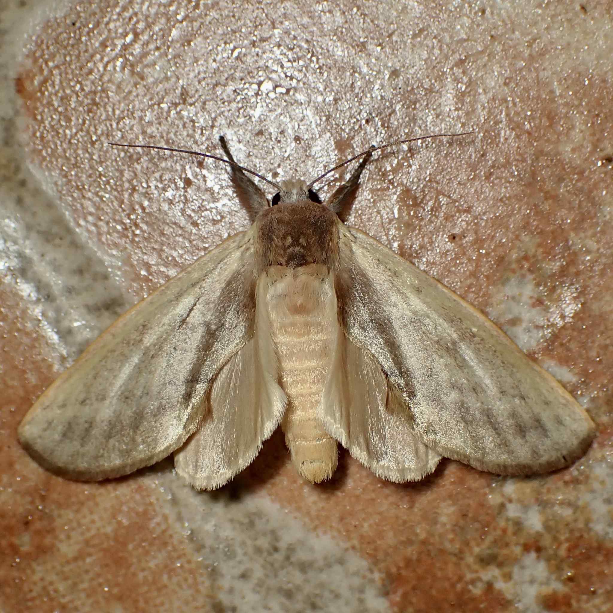 Hemiceras