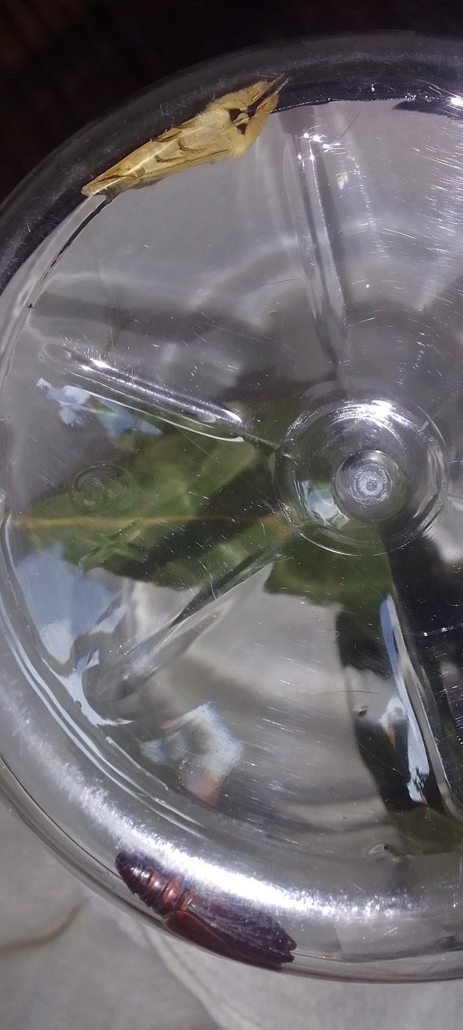 Hemiceras