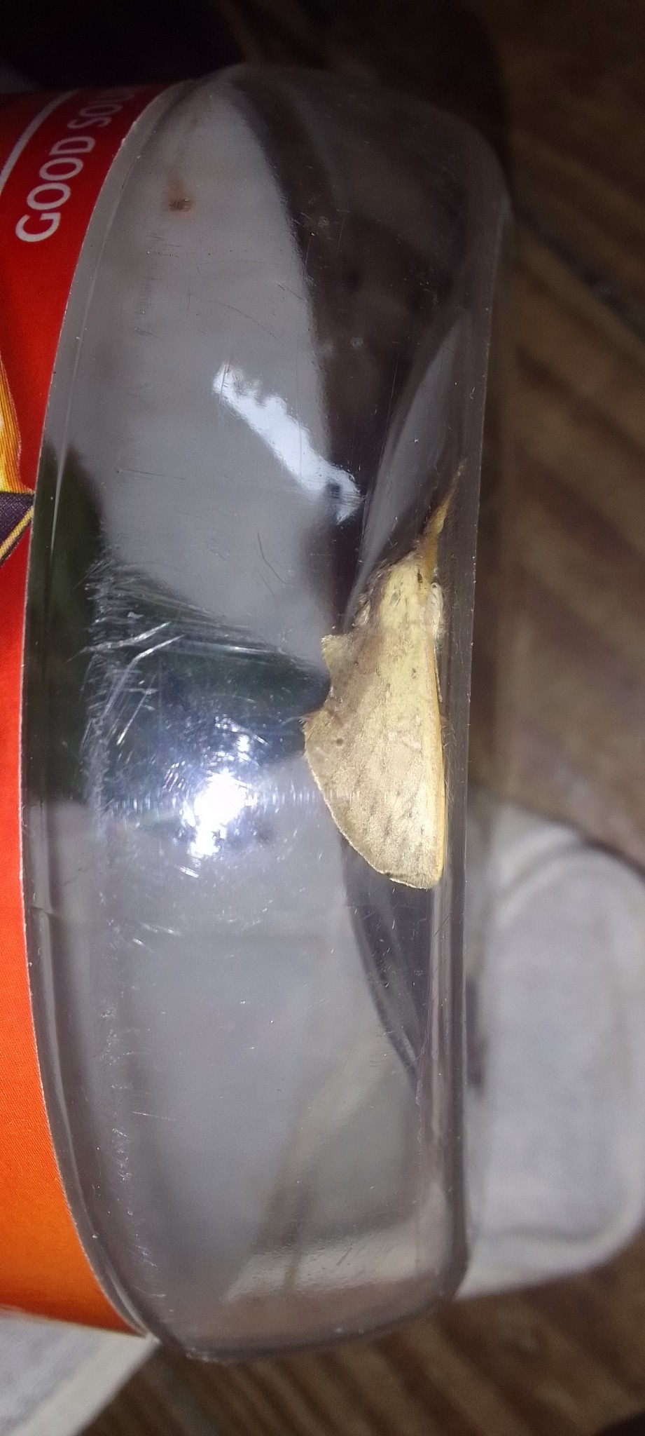 Hemiceras