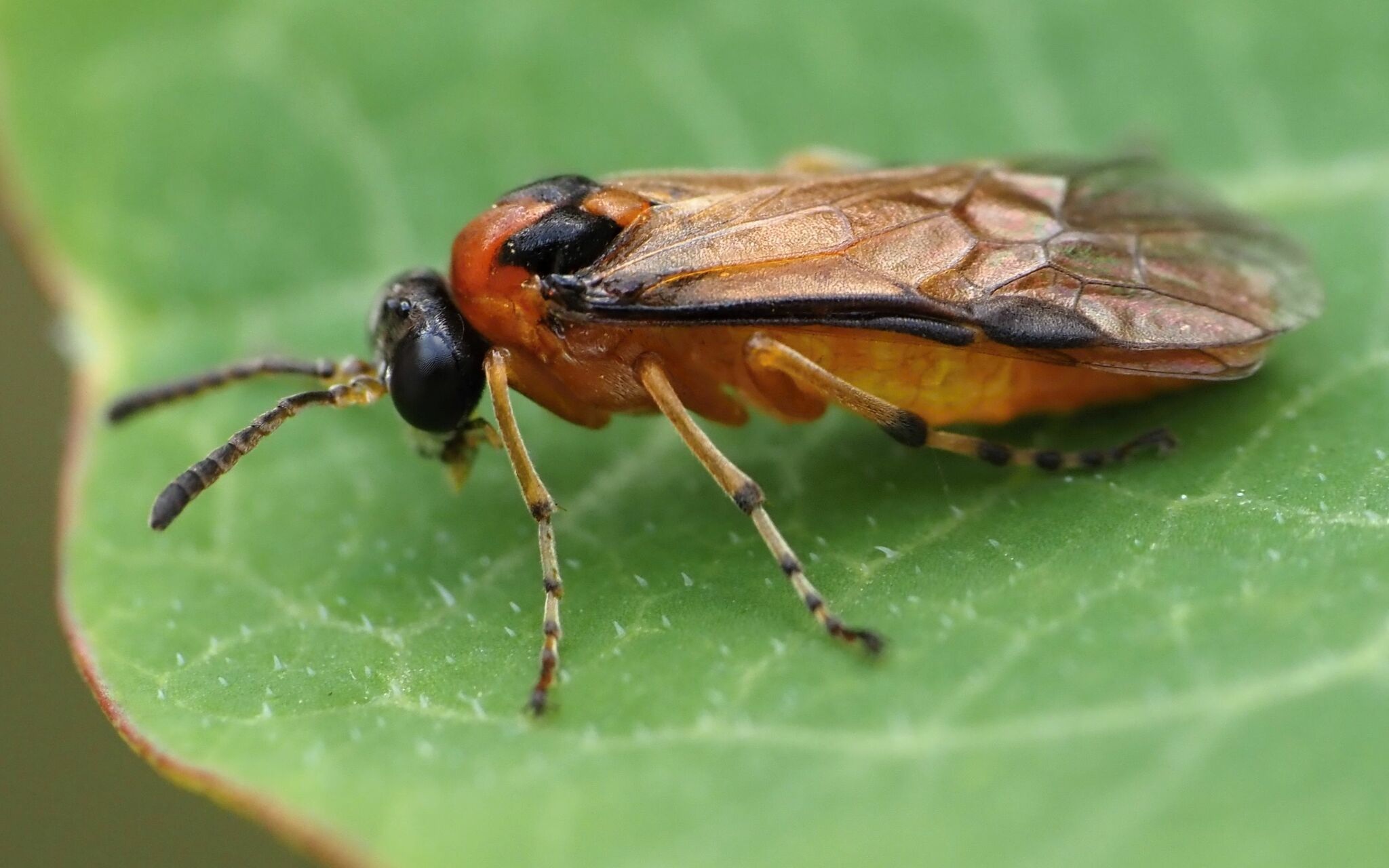 Athalia rosae