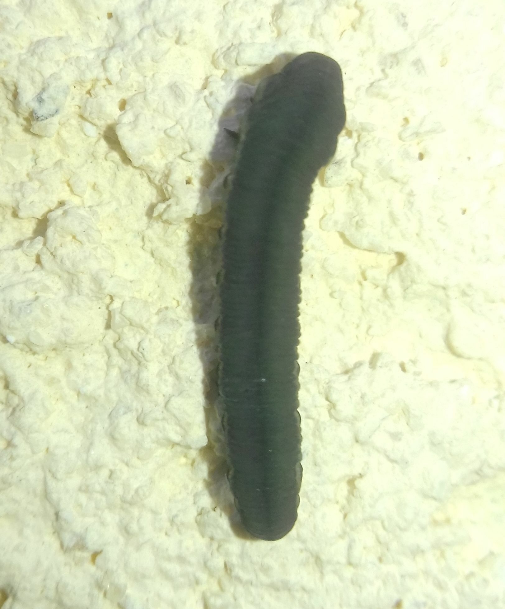 Athalia rosae