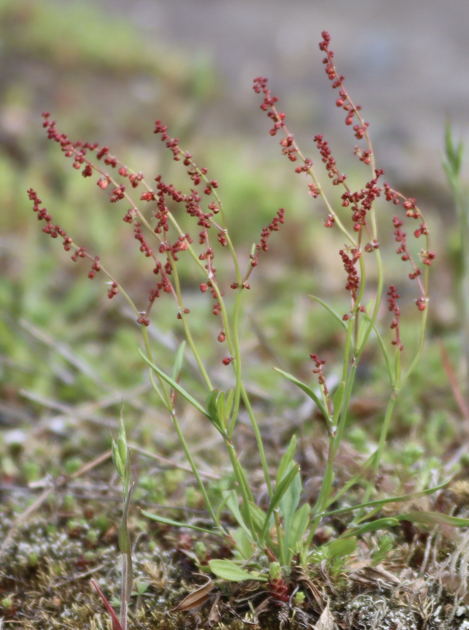 Rumex acetosella