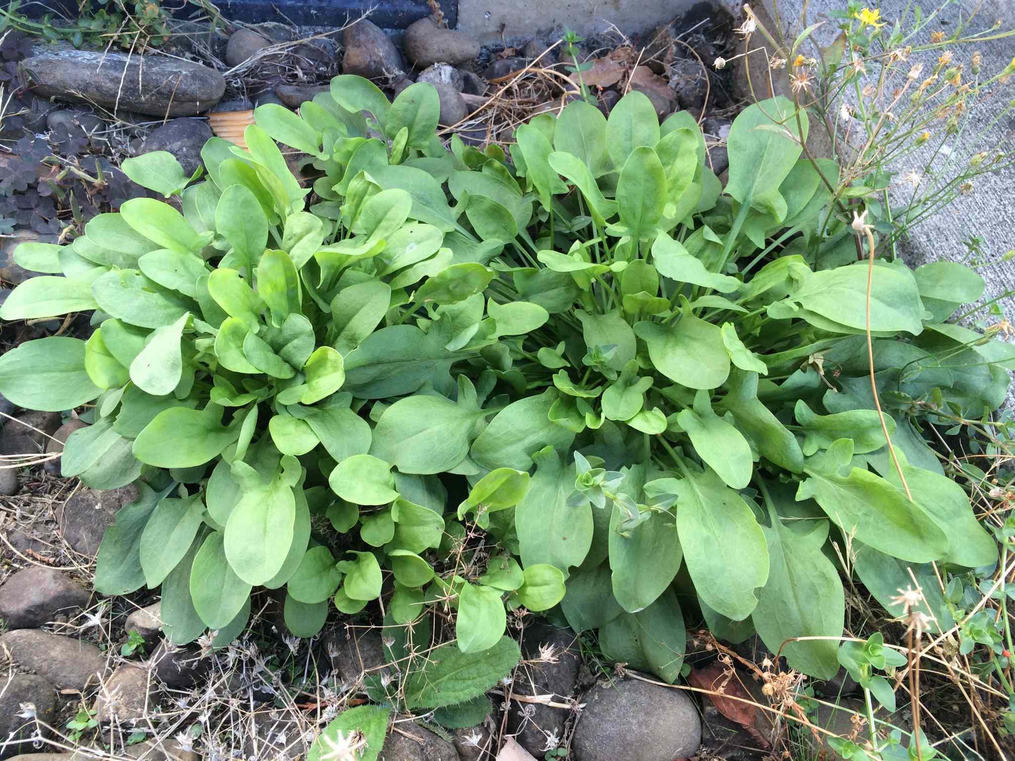 Rumex acetosella