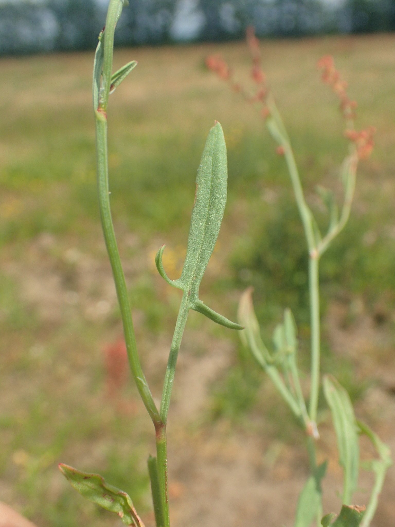 Rumex acetosella