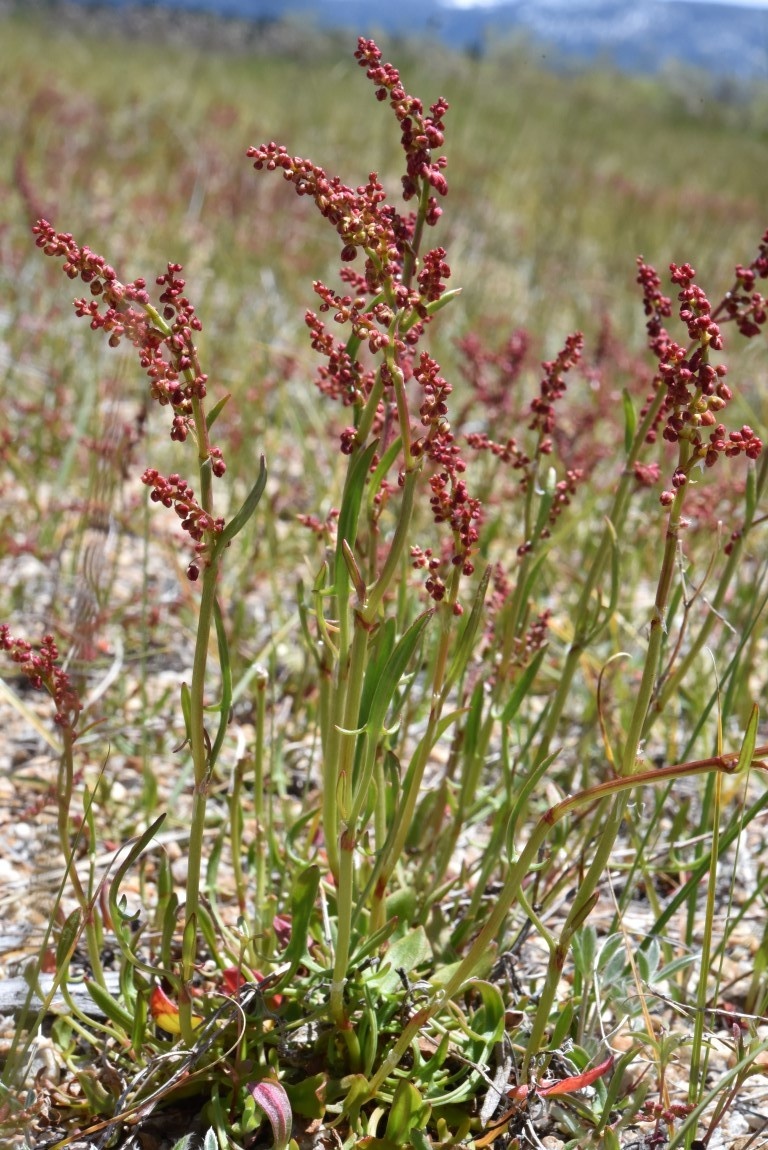 Rumex acetosella