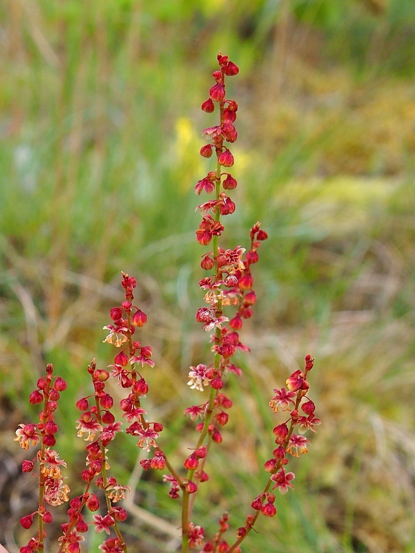 Rumex acetosella