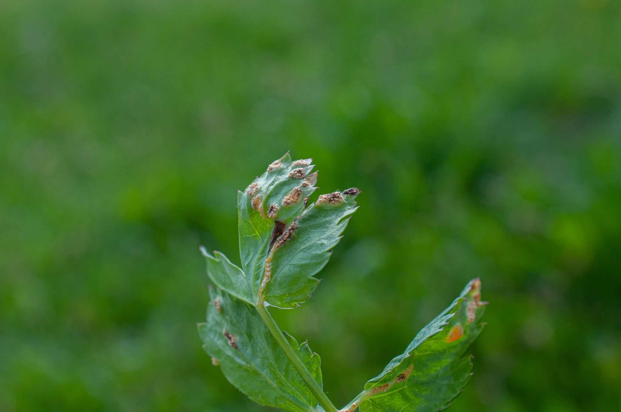 Puccinia pimpinellae