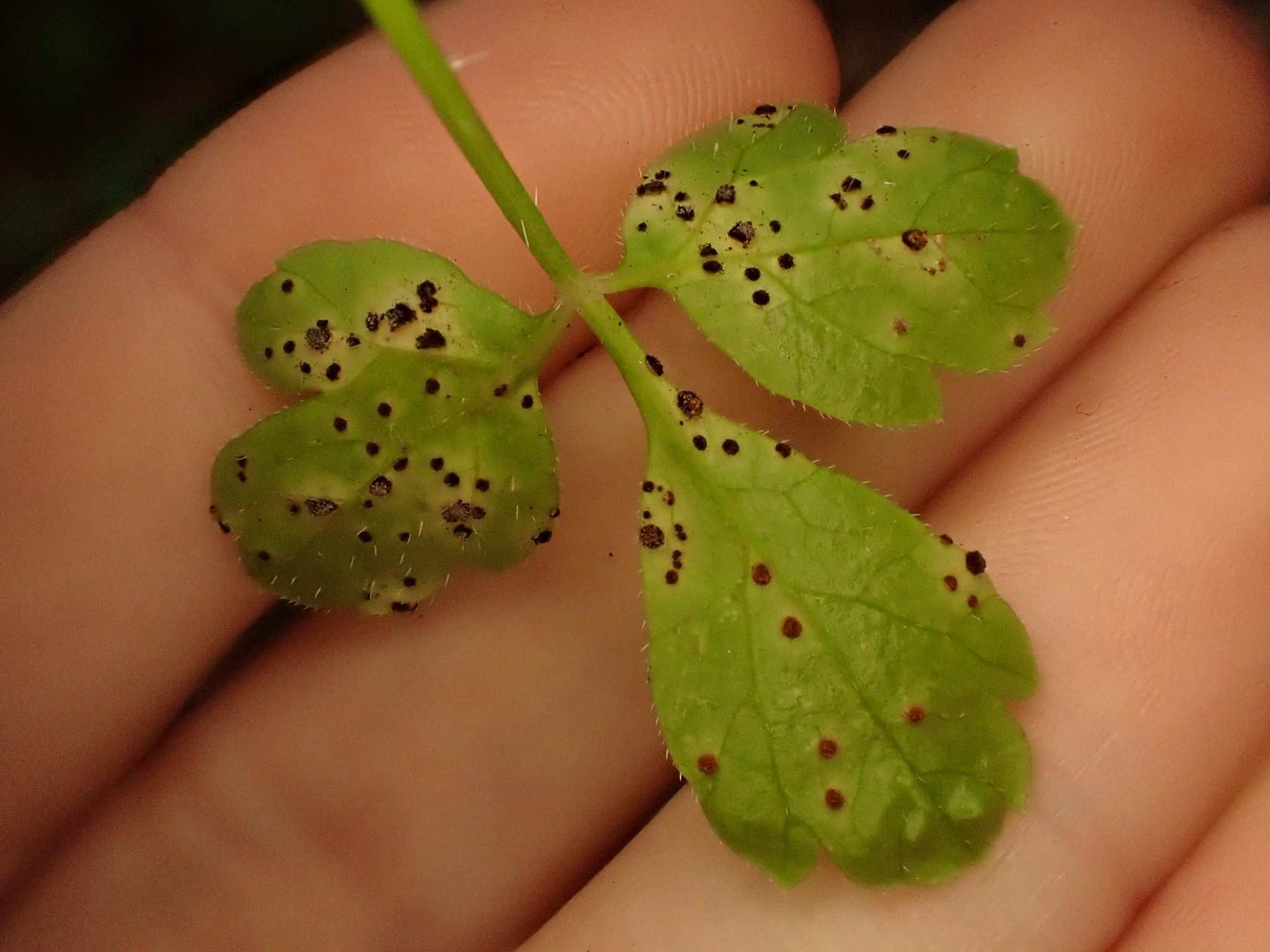 Puccinia pimpinellae