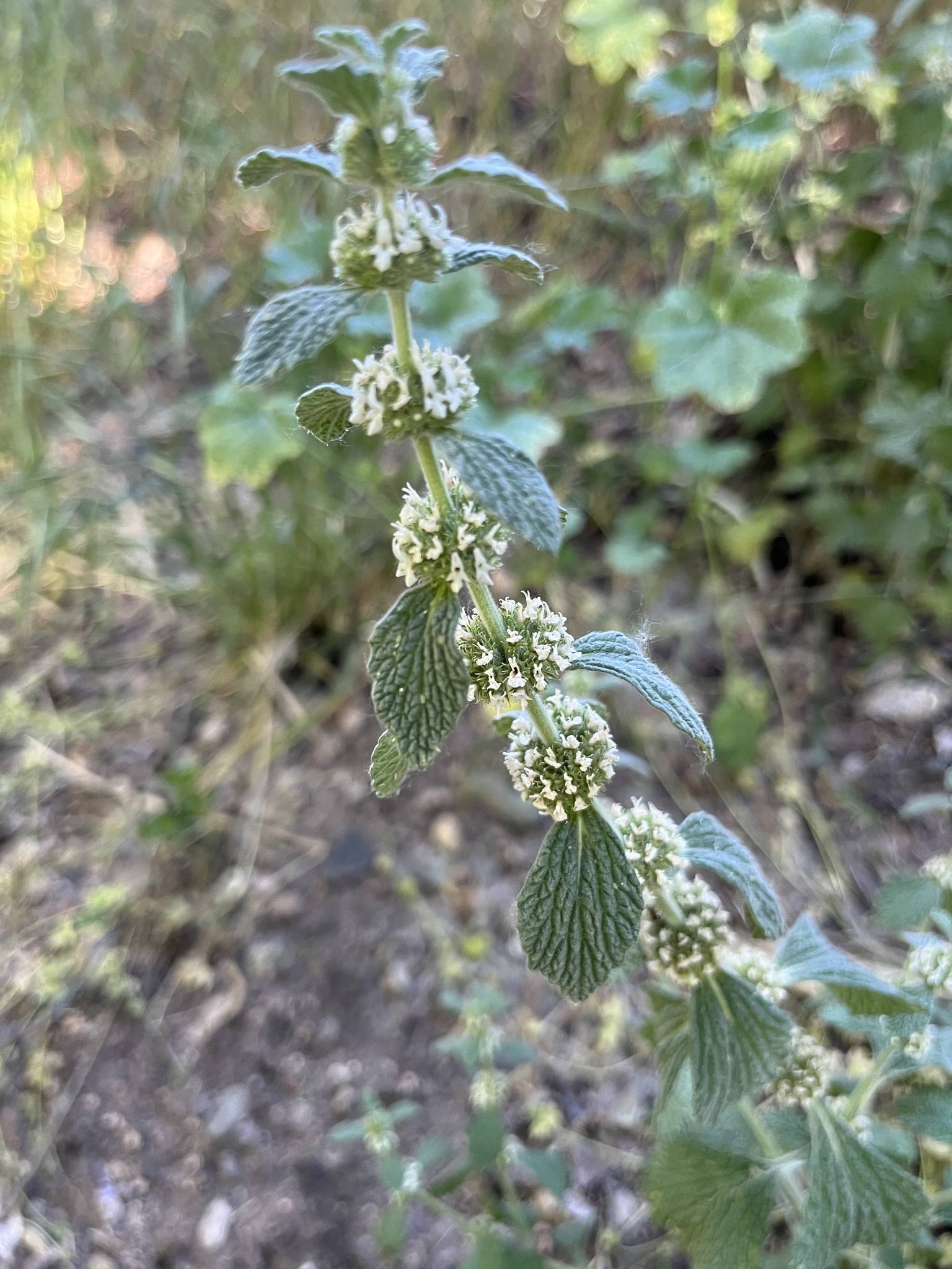 Marrubium vulgare