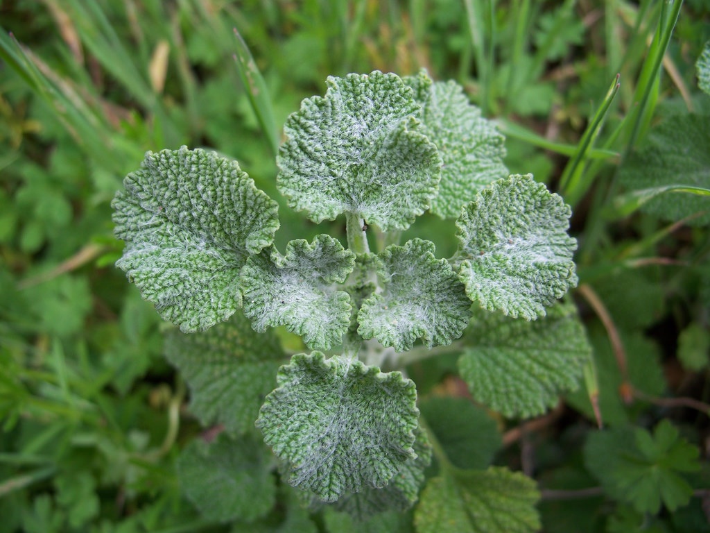 Marrubium vulgare
