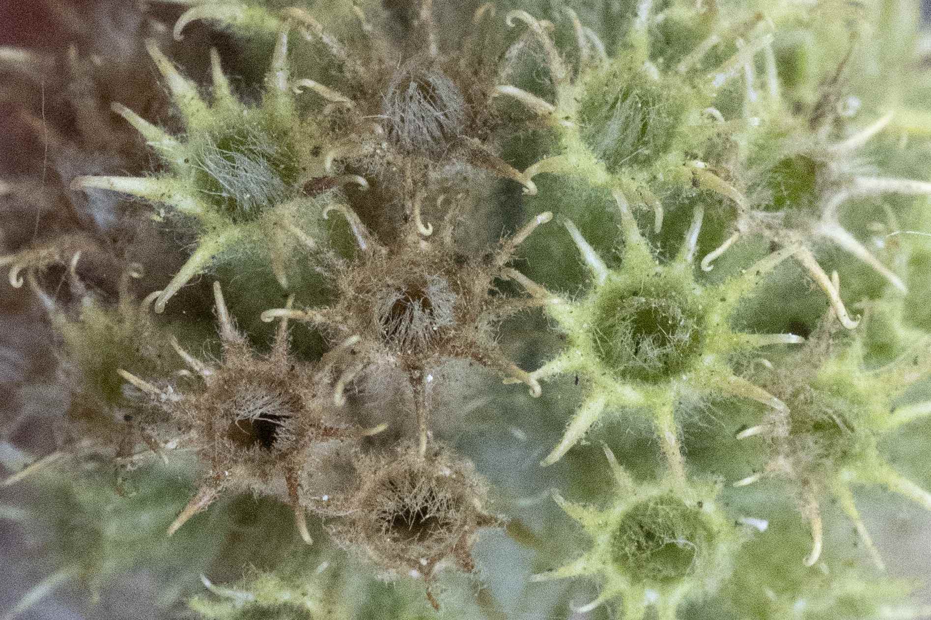 Marrubium vulgare