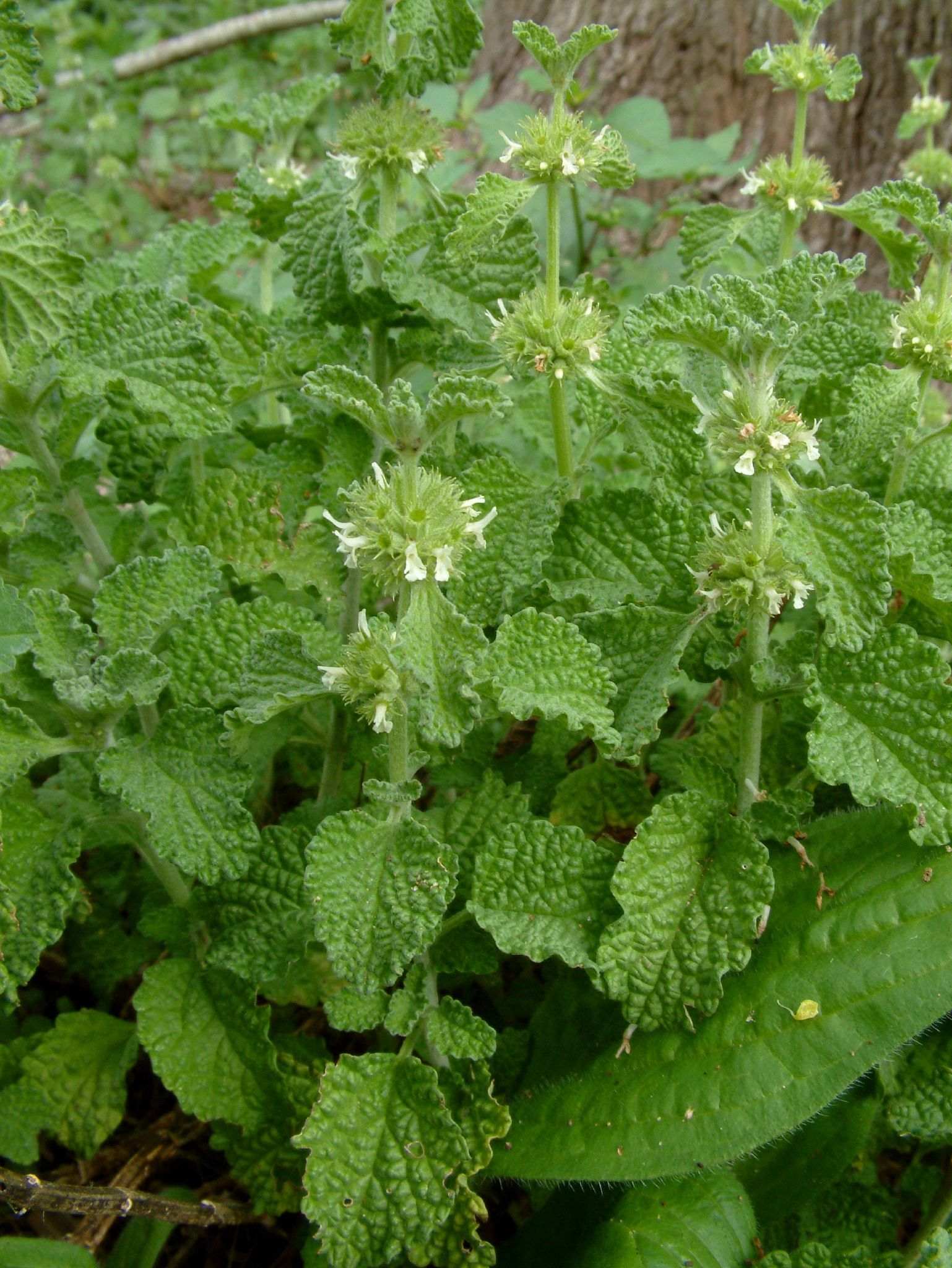 Marrubium vulgare