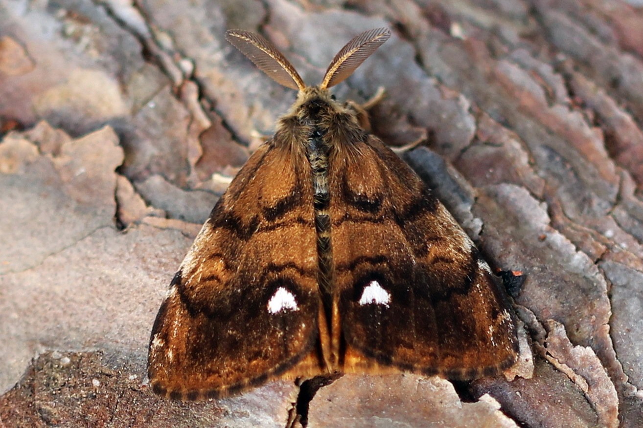 Orgyia antiqua