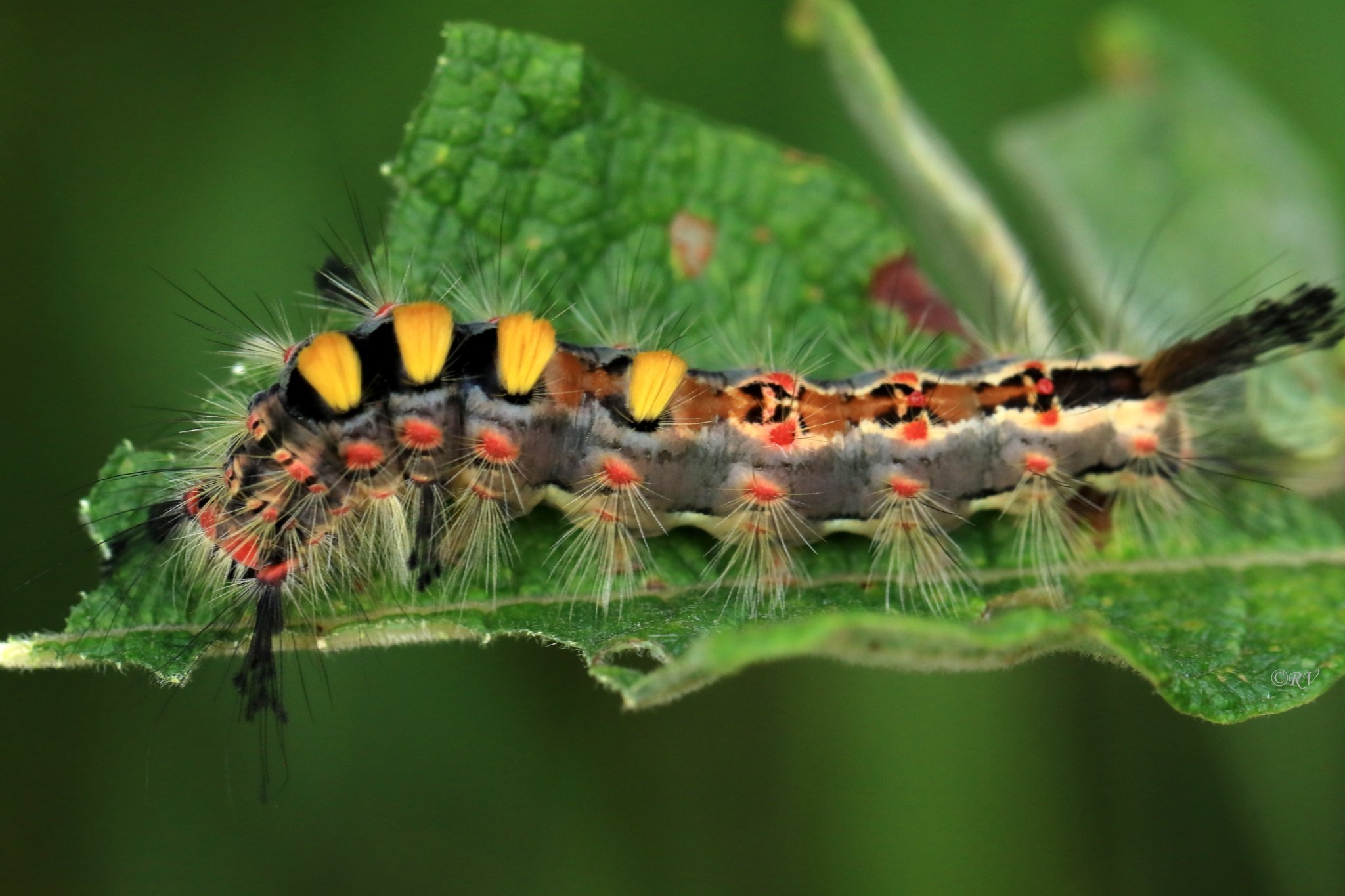 Orgyia antiqua