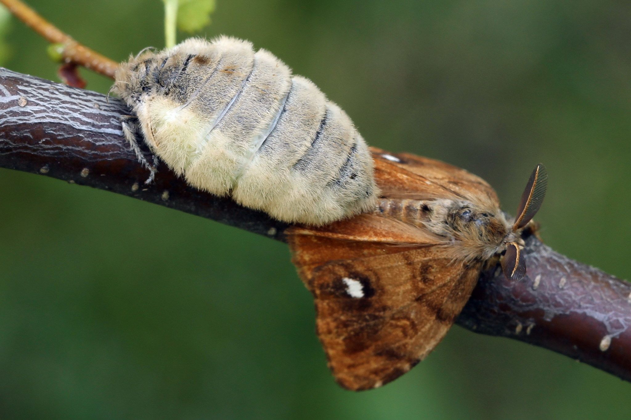 Orgyia antiqua