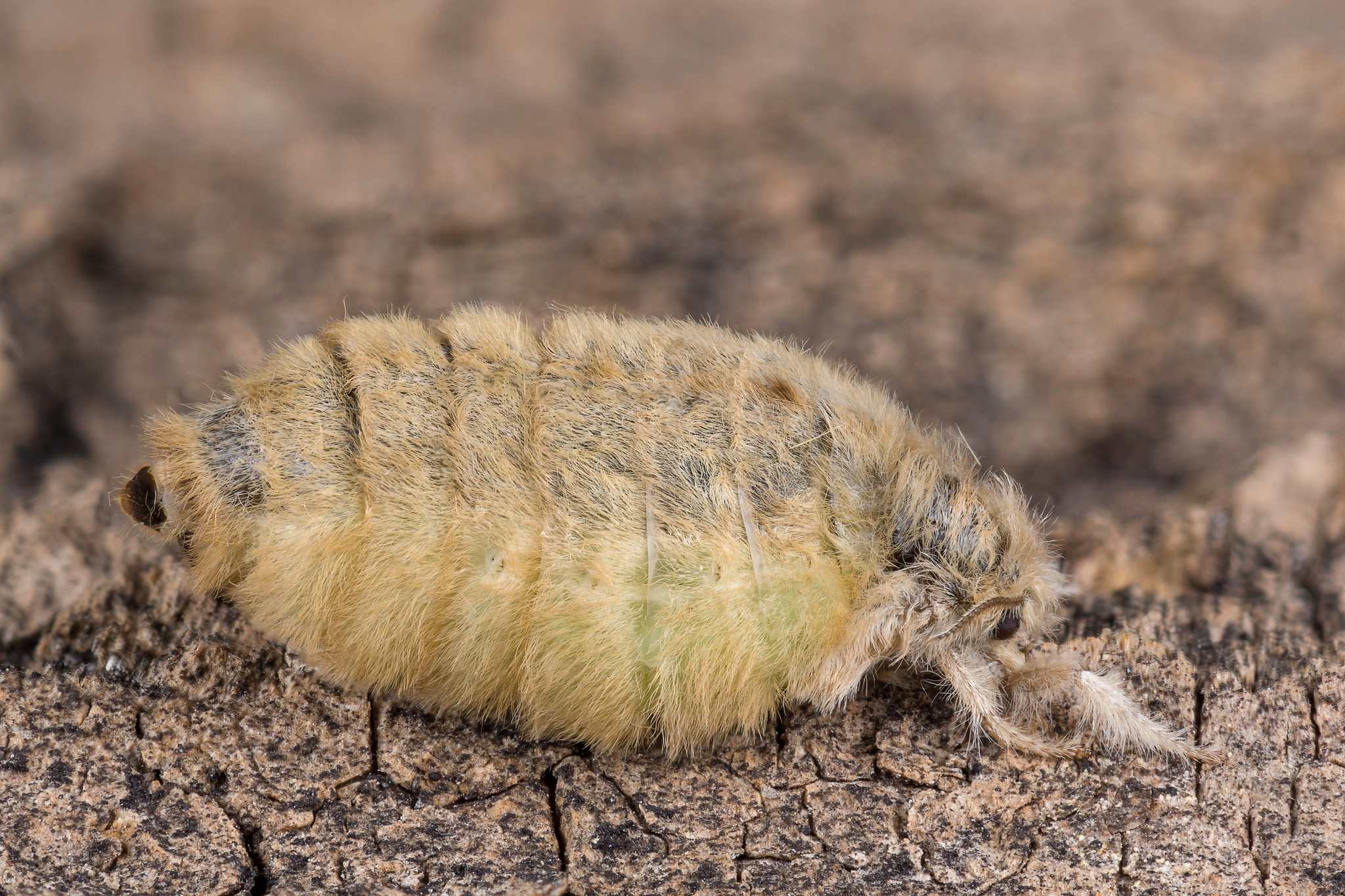 Orgyia antiqua